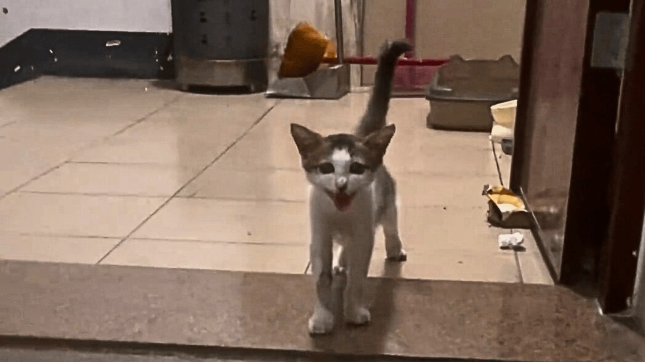 Бродячий котёнок поднялся на 17-й этаж и ждал у двери незнакомца, уверенный, что это его дом.