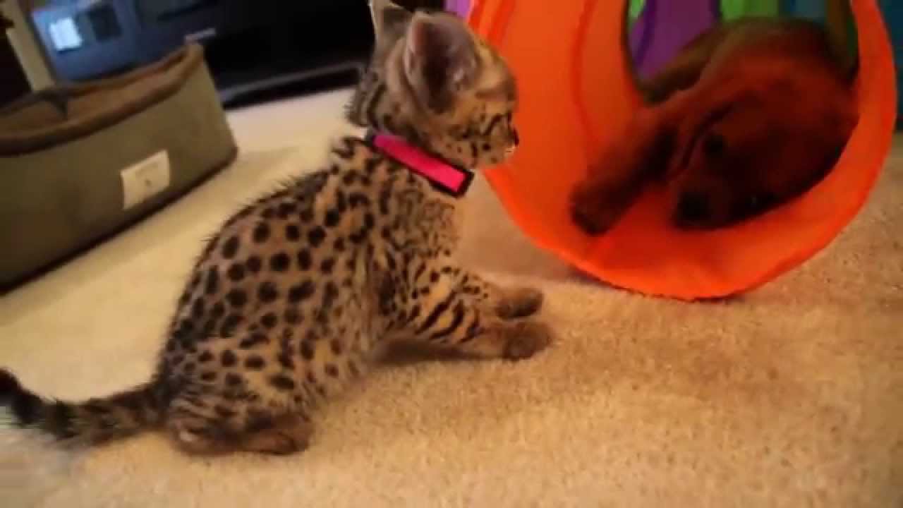 F1 Savannah Kittens its play time - F1Hybrids Savannahs&trade;