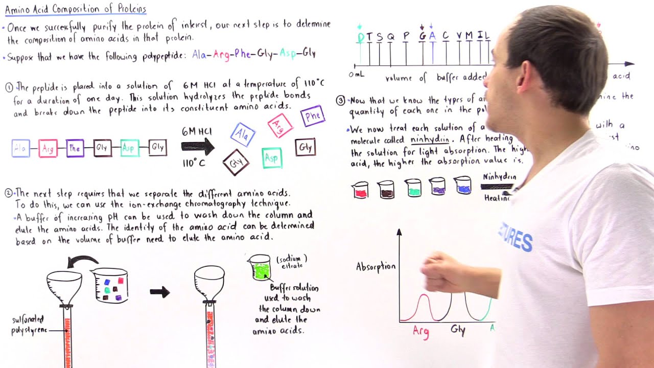 Determination of Amino Acid Composition
