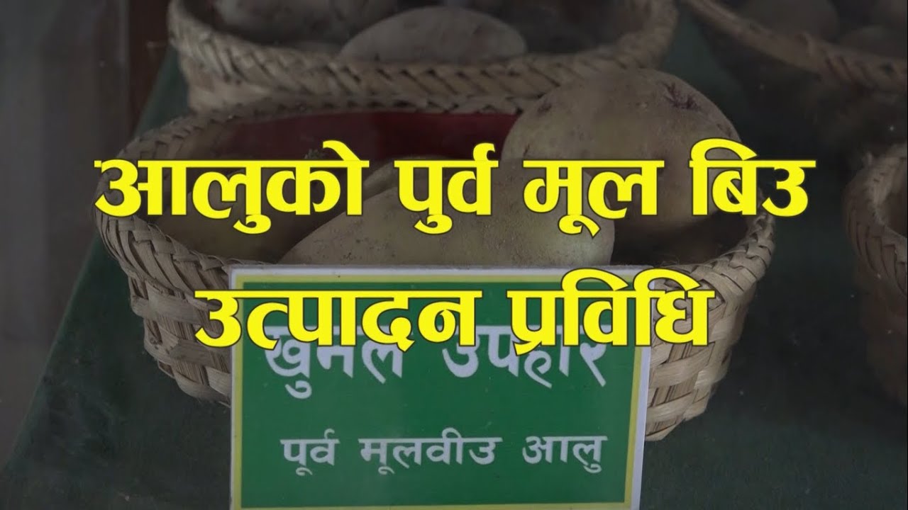 आलुको पुर्व मूल बिउ उत्पादन प्रविधि