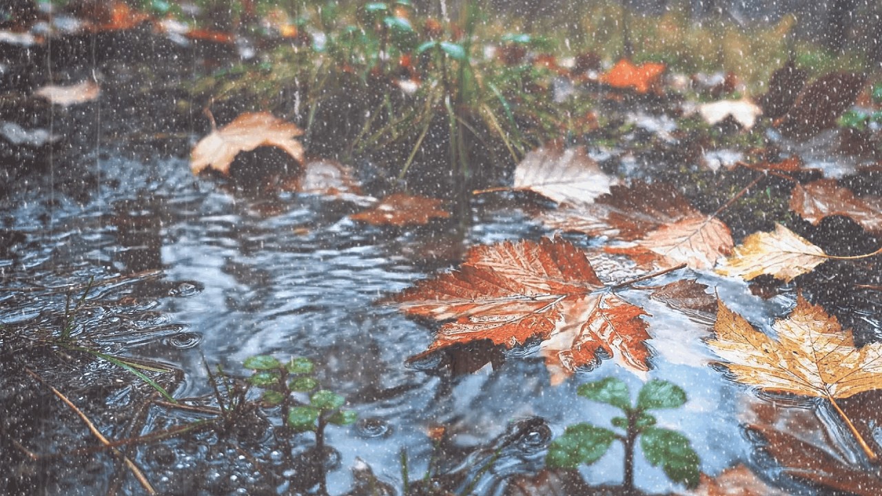 3 Minutes to Deep Sleep: Soft Autumn Forest Rain on Puddles | Relaxing Meditation