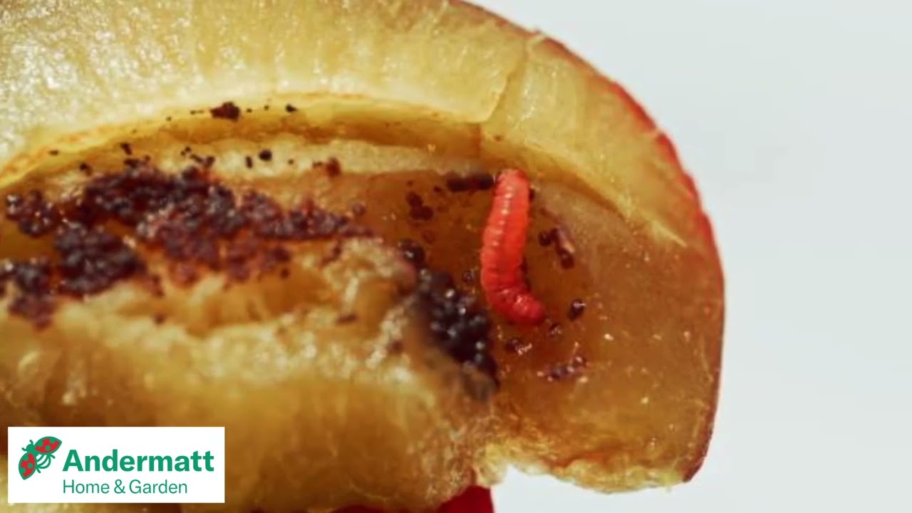 How to get rid of plum moths UK (2023)