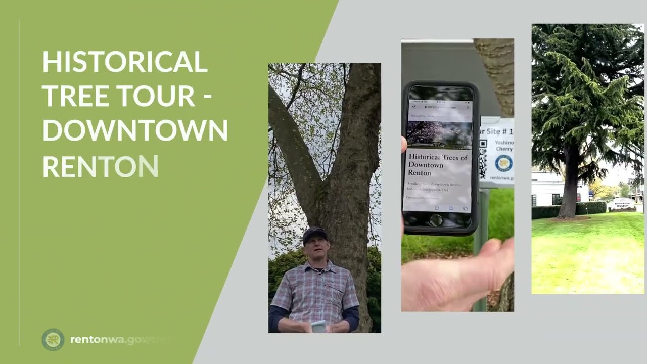 Historical Trees of Downtown Renton
