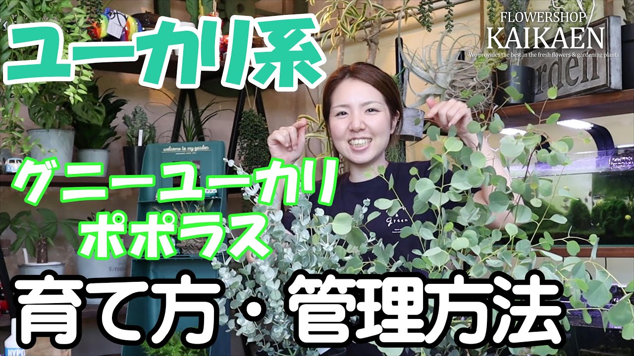ユーカリ　グニーユーカリ　ポポラス　育て方・管理方法　＃001【おうちでガーデニング】開花園チャンネル