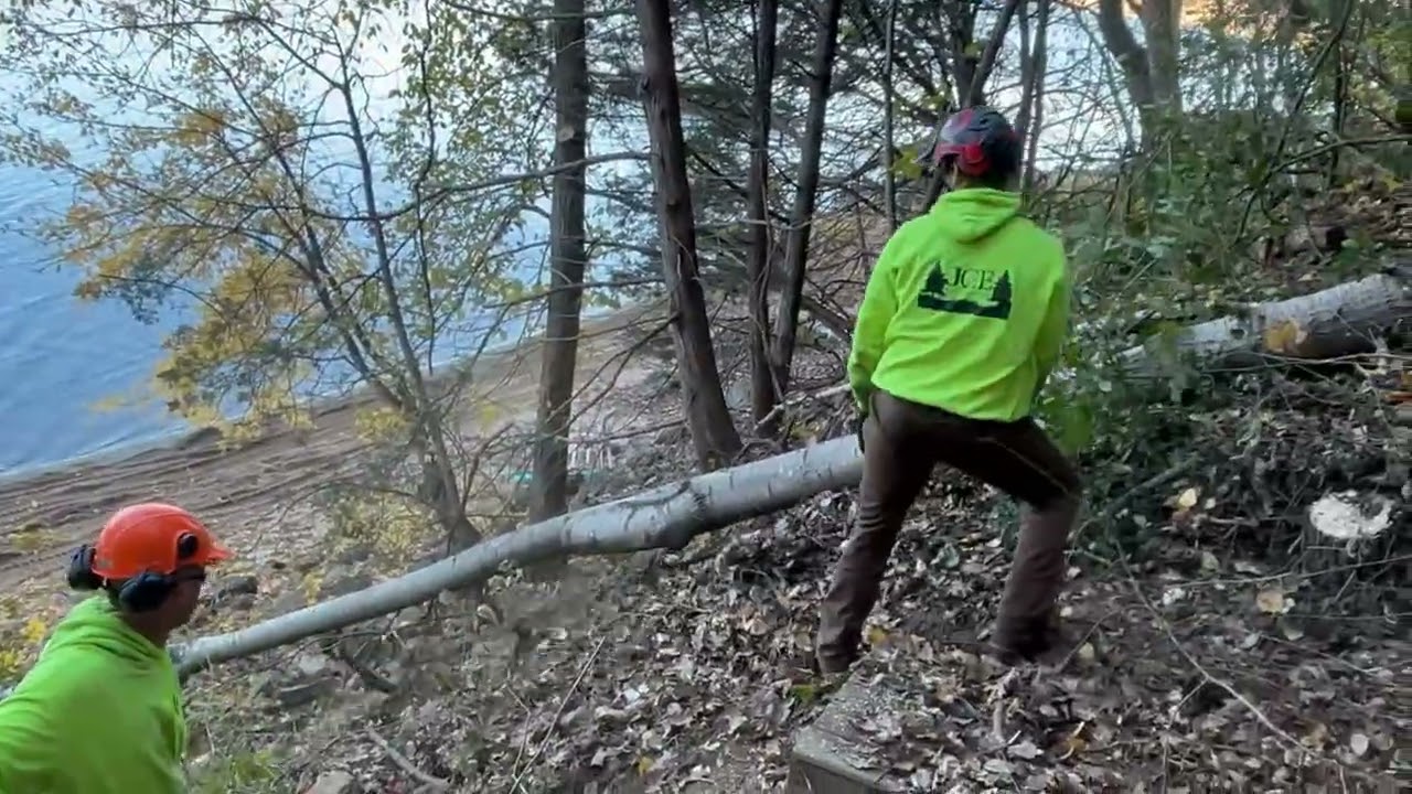 Lake side tree removal
