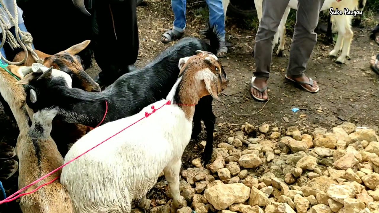 Perbedaan Kambing kacang dan Kambing Jawa Randu