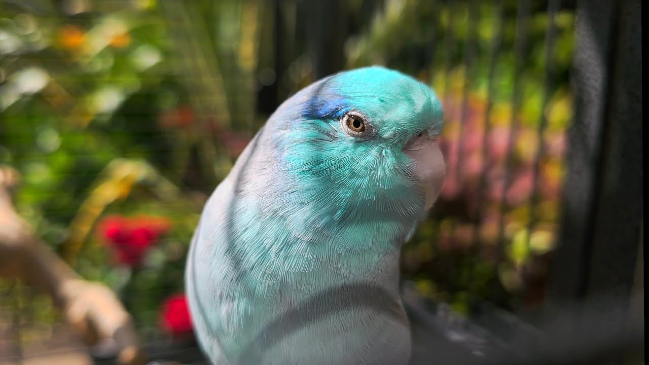 SPRING BABY BIRDS SOUNDS 🐦 PARROT TV 🦜🌺 PARROTLET BIRD SOUNDS 🌴 NATURE