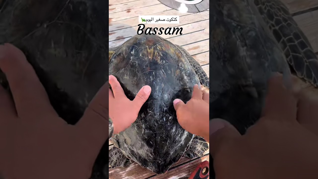 ‏الحمد لله كانت صيانة سريعة وكله بها تمام🐢