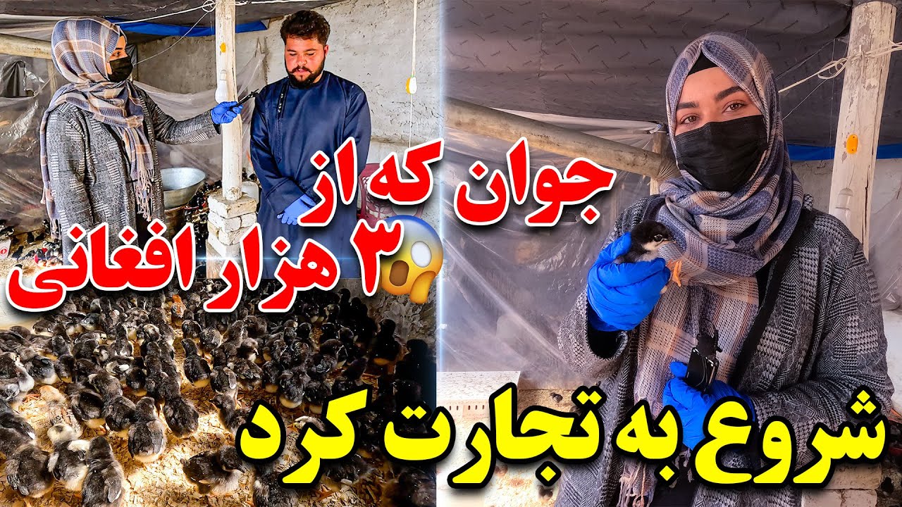 آغاز تجارت با ۳۰۰۰ افغانی | فارم مرغ های مصری و آسترلیایی