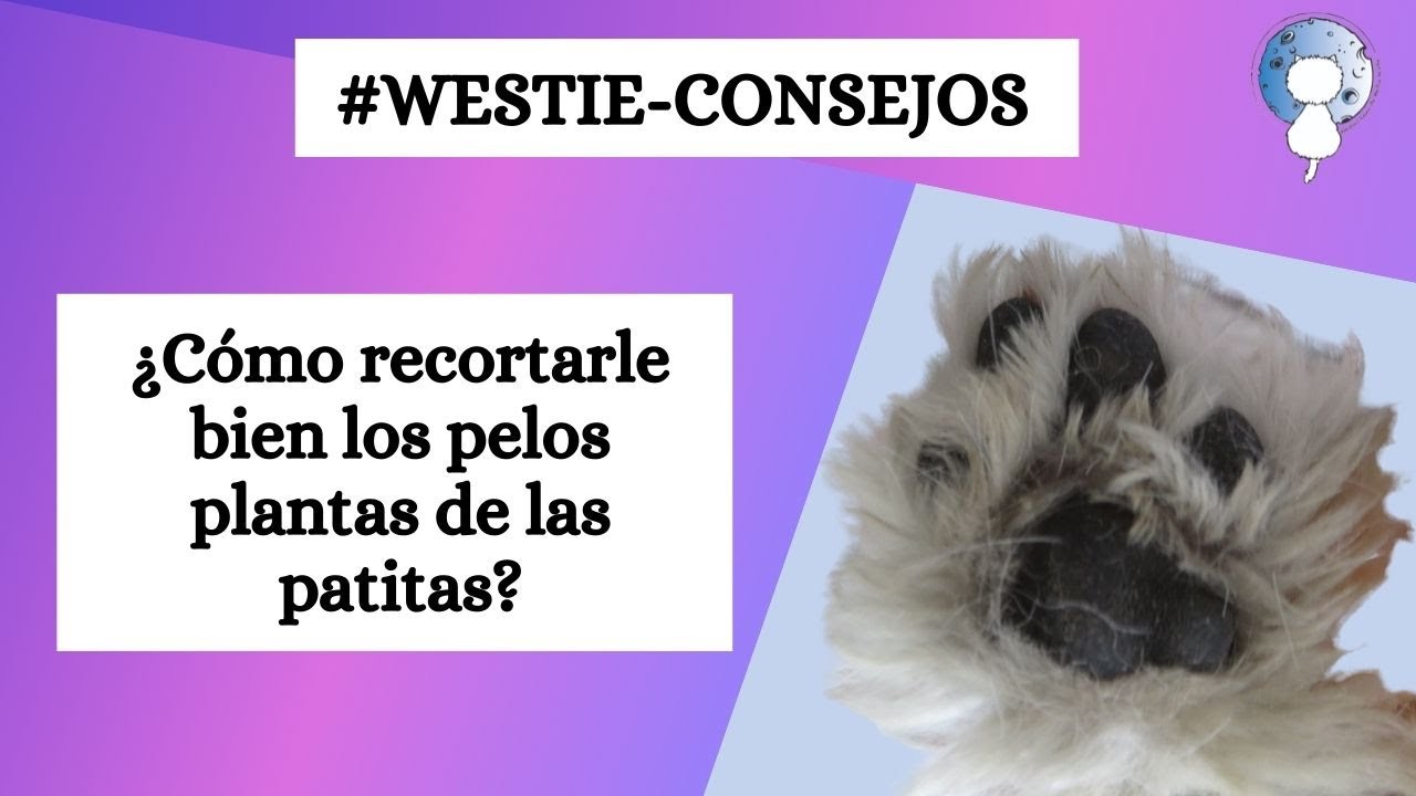 TRUCOS para CORTAR EL PELO DE LAS PATAS a un CACHORRO WESTIE por PRIMERA VEZ