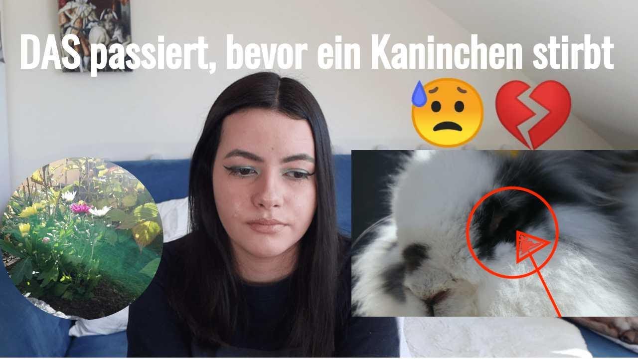 Anzeichen, dass Kaninchen bald sterben😥🐰 (Sterbeprozess & Umgang damit)  | M. Mörki