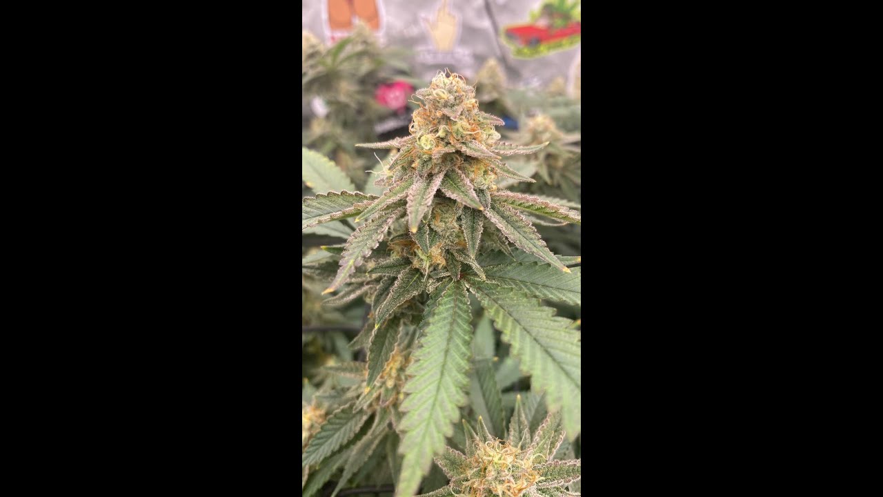 Garden Chronicles Indoor 3x3 cannabis grow flower weeks 5-6