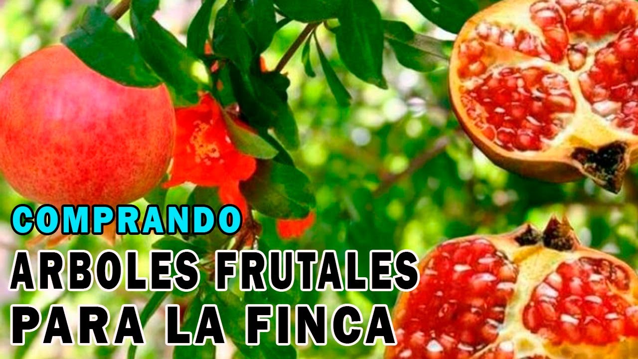 Comprando &Aacute;rboles Frutales para la nueva finca del Patechucho en Zapotitan