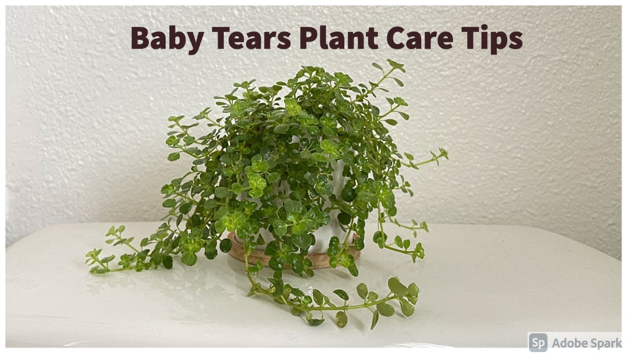 Baby Tears Plant (Pilea Depressa)