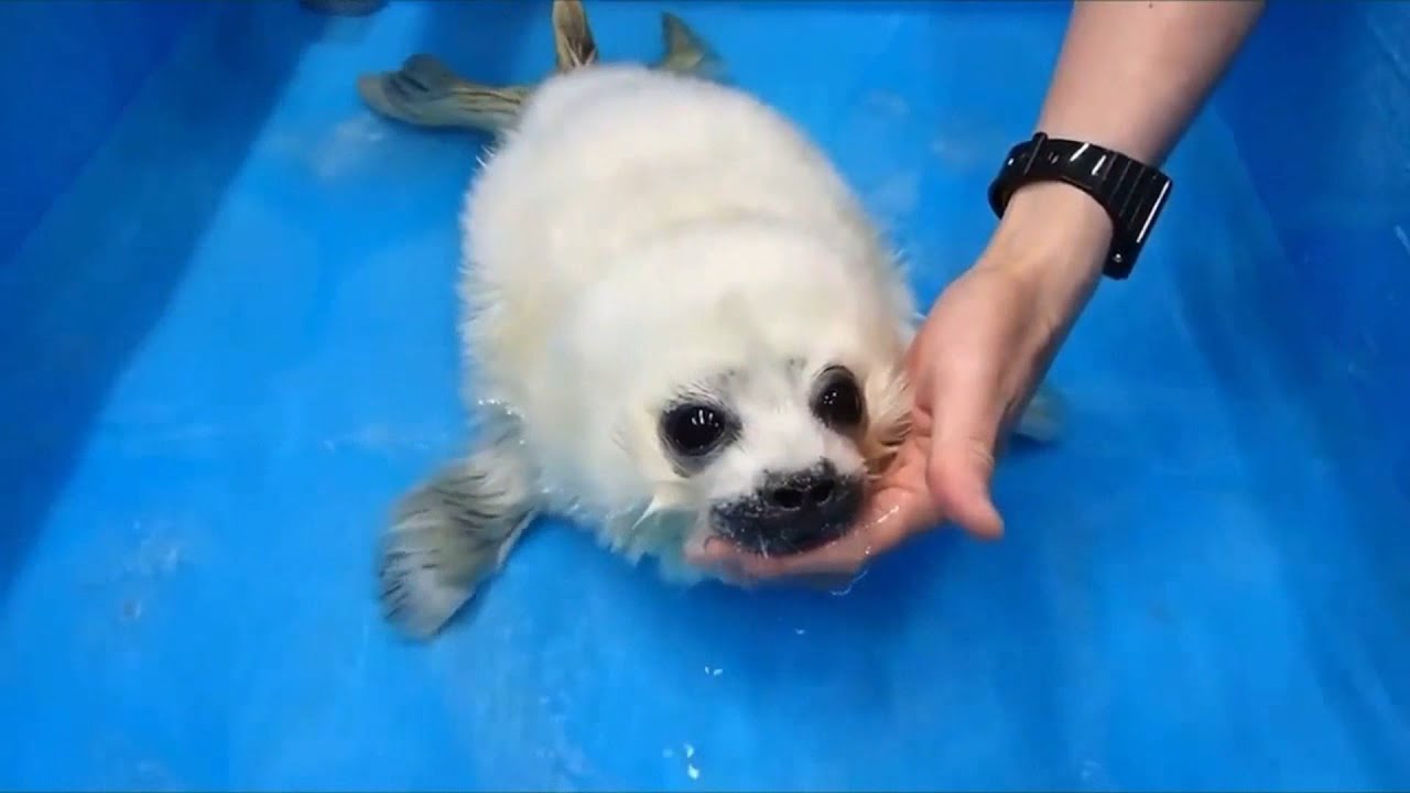CUTE MOMENTS: Wholesome Content, Endearing Animals Being Bros, Puppers, Eyebleach, Doge - 06/05/2021