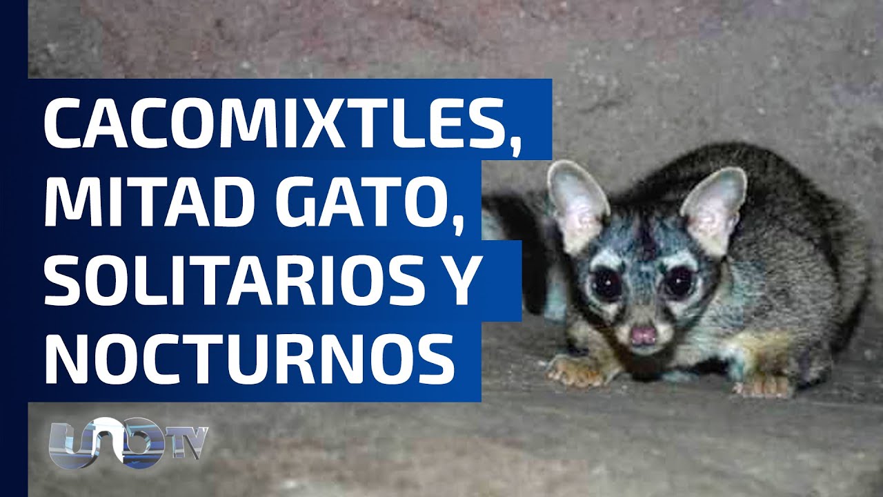 Se buscan cacomixtles que habitan en la CDMX