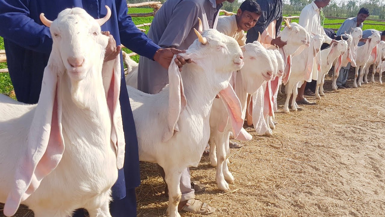 Worlds no 1 Gulabi Goats | Interview