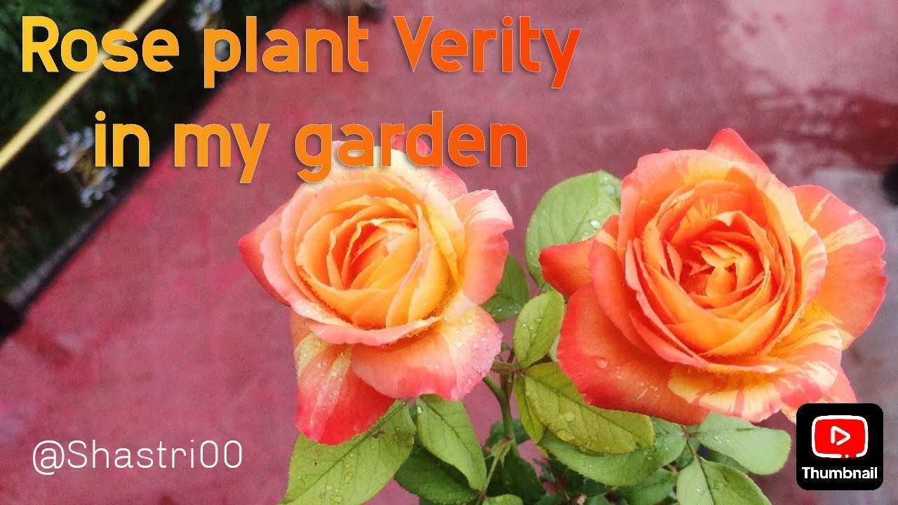 Rose plant Variety in my garden 