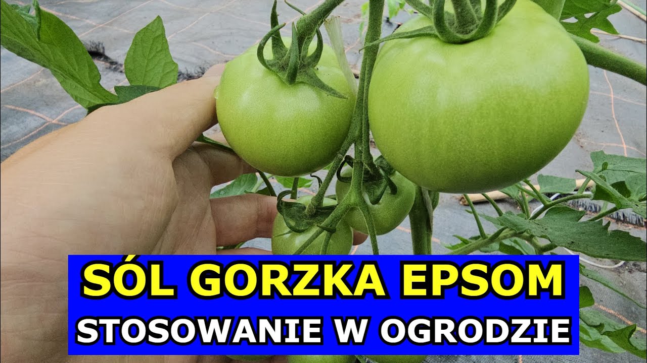 S&oacute;l Epsom na Pomidory, Og&oacute;rki, Warzywa, Owoce Kwiaty Iglaki. Gorzka S&oacute;l Stosowanie w Ogrodzie Uprawa