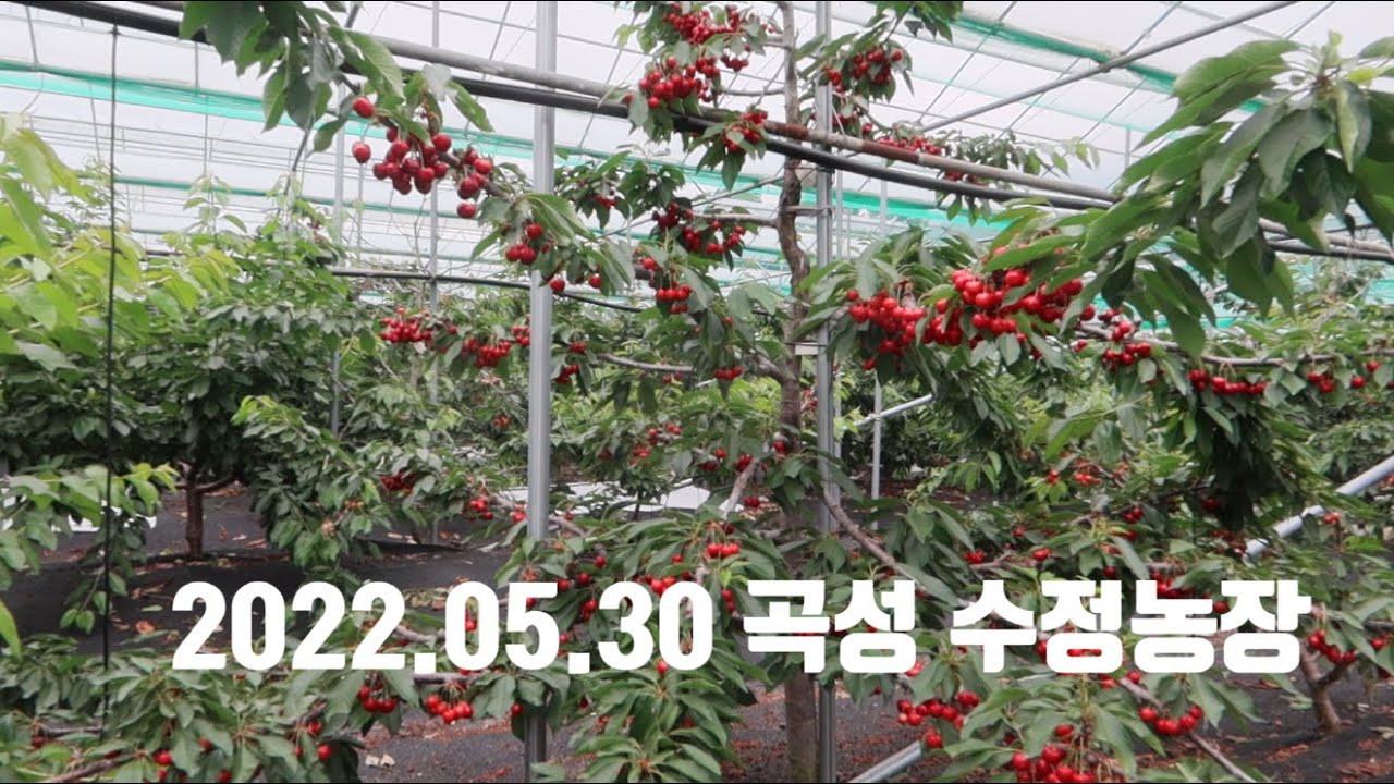 [체리농장] 2022.05.30 곡성 수정농장_복진,레이니어,지랏,브룩스,써미트