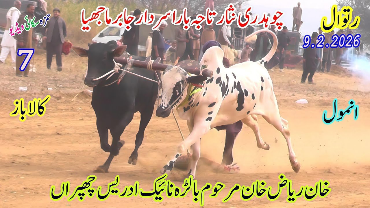 No7 Bull Race  Ratwal  9 2 2026  QazeJee