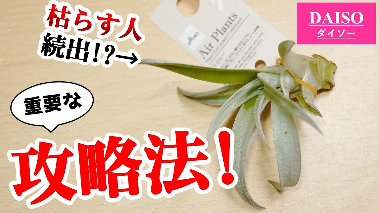 100均観葉植物の中、雑に売られているエアプランツの育て方【チランジア】