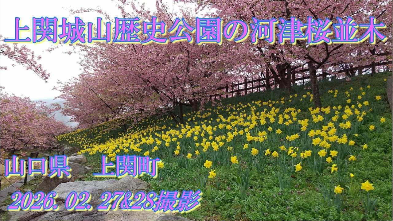 上関城山歴史公園の河津桜並木　2026.02.27&28撮影