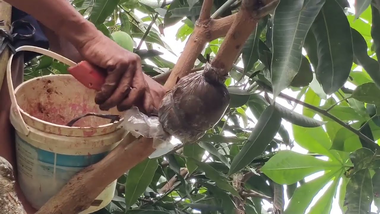 CARA MENCANGKOK POHON MANGGA !!