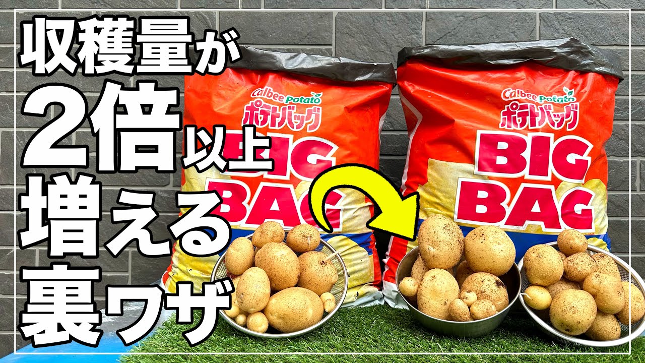 【もう失敗しない】じゃがいもの収穫量が2倍以上増える裏技を紹介｜カルビーポテトバッグで誰でも簡単にじゃがいも袋栽培！How to Grow Potatoes in a Bag