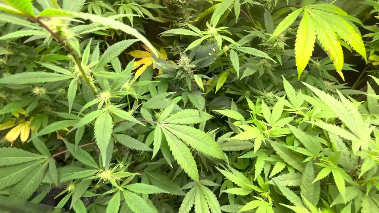 Mars Hydro Grow Journal Tsw2000 #marshydrosp6500