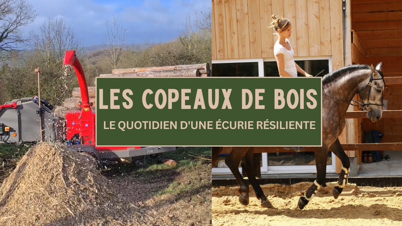 ⭐ Création de copeaux de bois / Dressage de chevaux  / Enseignement ⭐