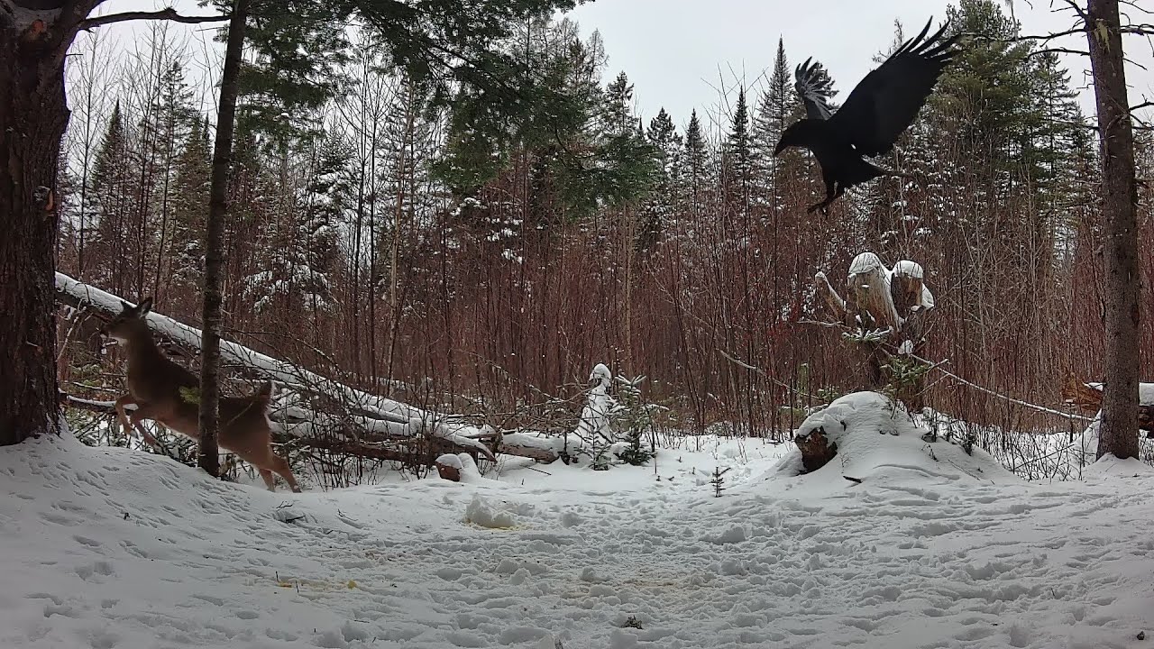 Early January Trail Cams 2026