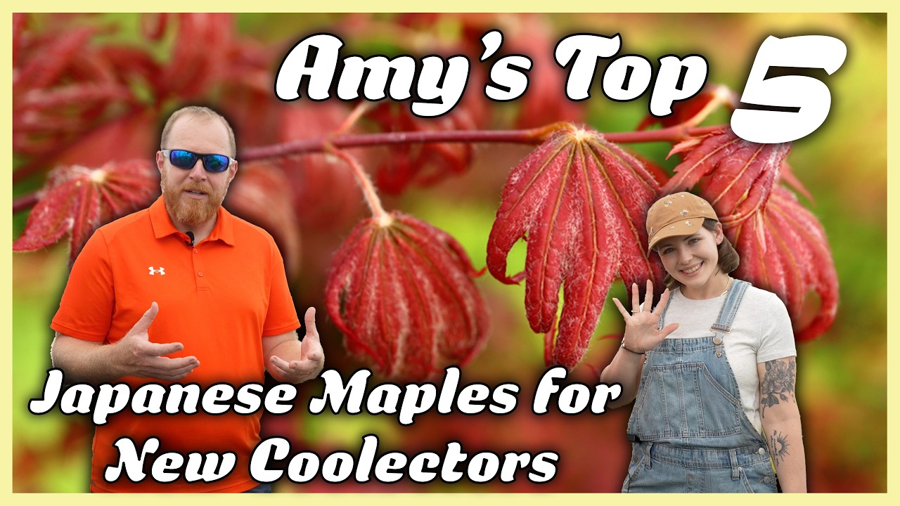 Amy's TOP 5 Japanese Maples You’ll Fall in Love With 🌱 (Beginner Collector Picks Her Favorites)