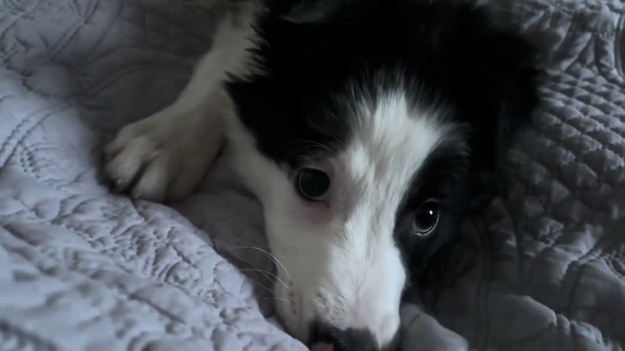 Pippin 14 week Border Collie