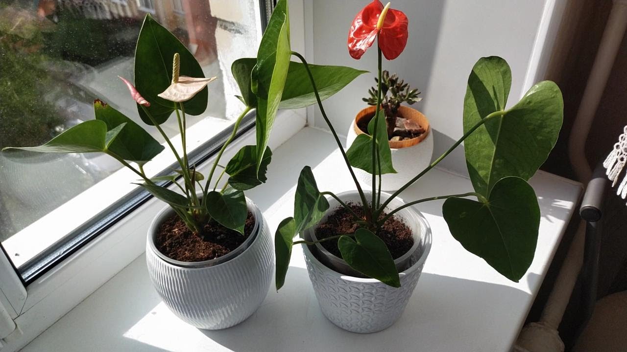 КАК УХАЖИВАТЬ ЗА АНТУРИУМОМ В ДОМАШНИХ УСЛОВИЯХ