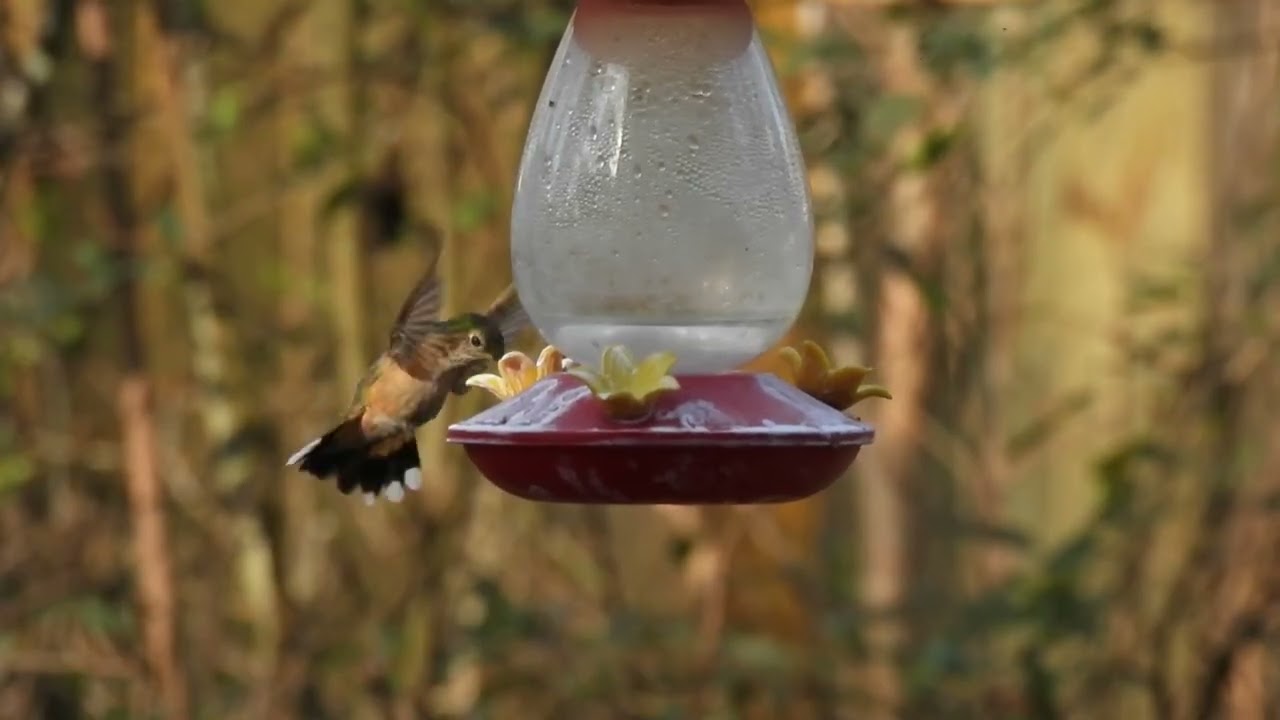 Watch This Broad-tailed Hummingbird Hover & Feed in Slow Motion