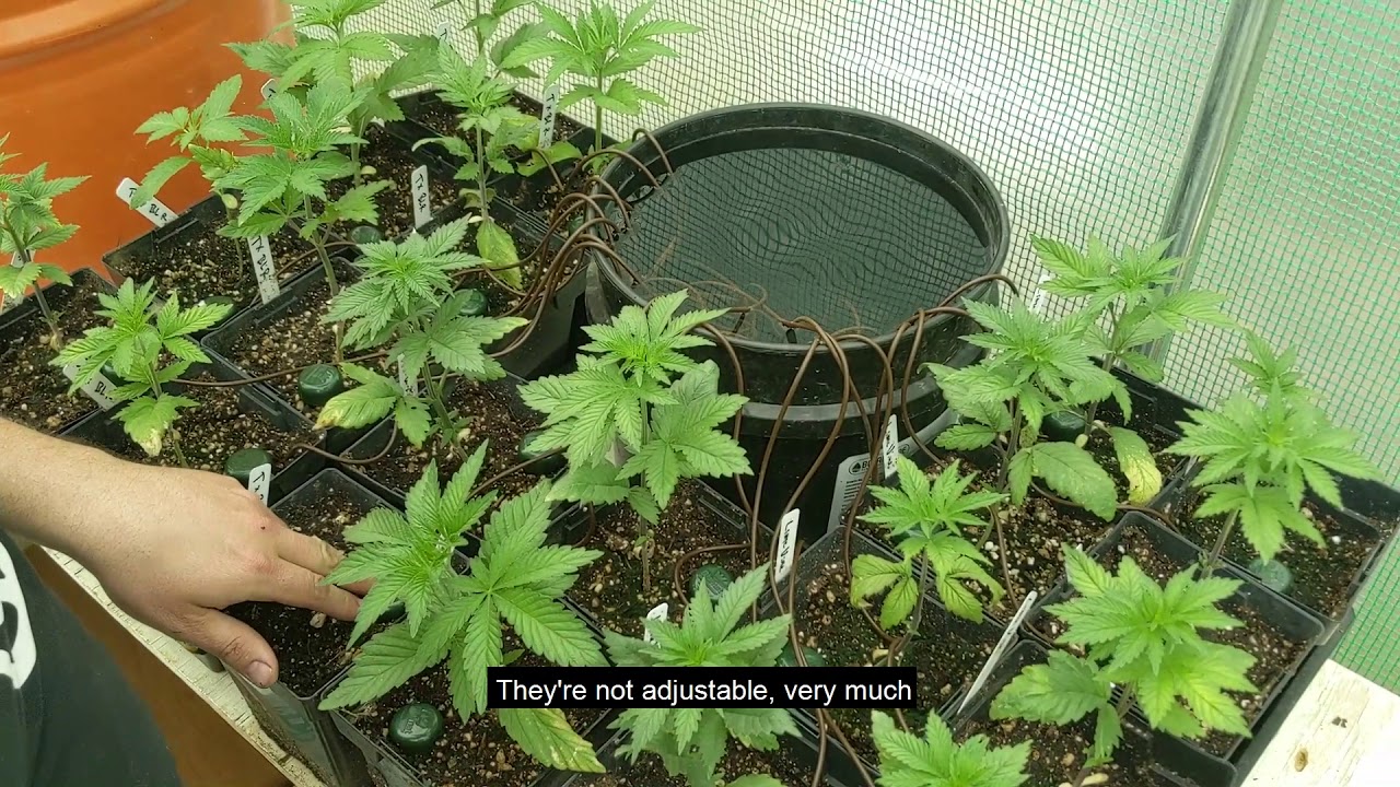 Budget seedling or clone Irrigation with Blumat Classics