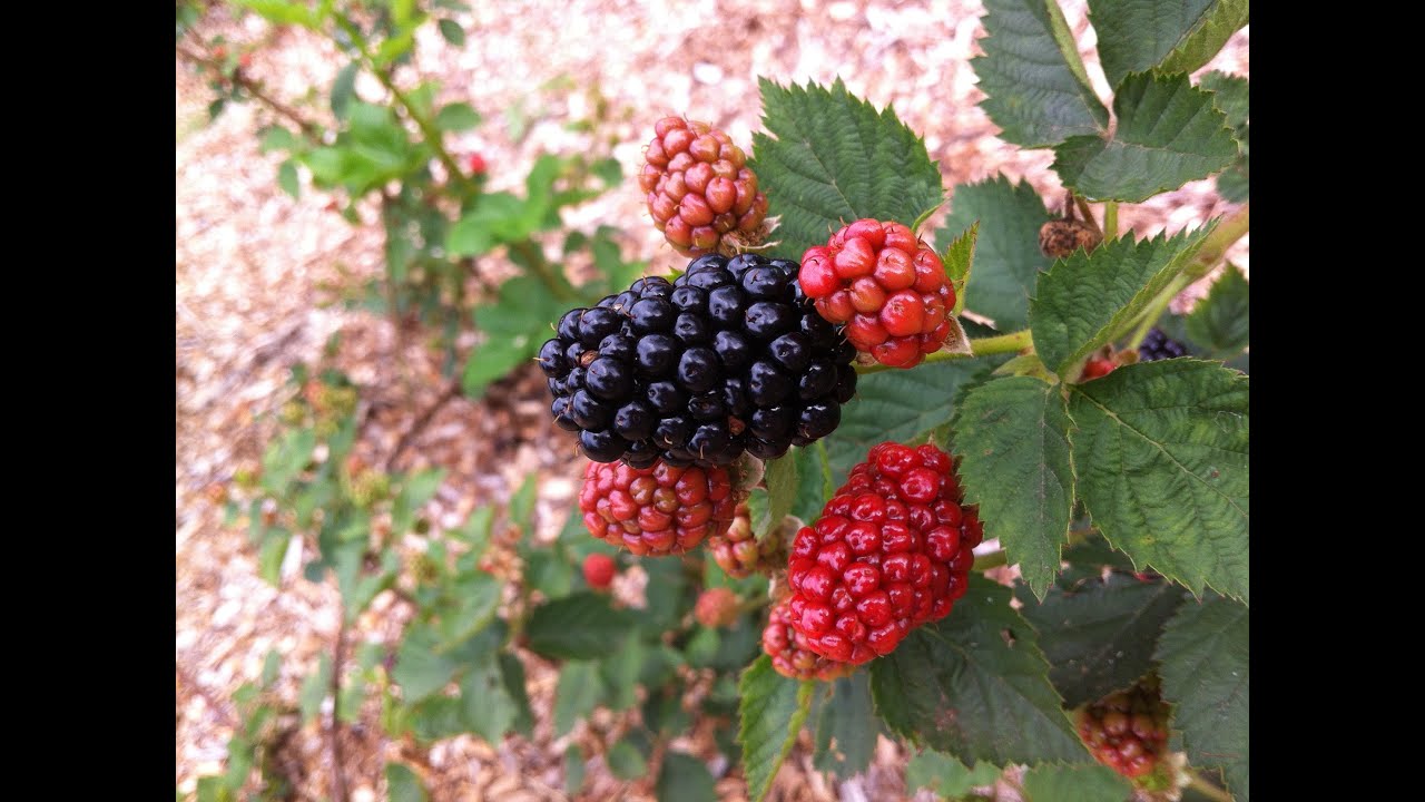 Обновление Blackberry ~ Моя операция U-Pick Blackberry 2014 года