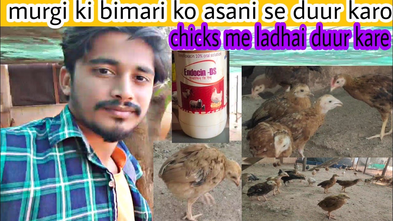 murgi ki crd bimari ko kaise khatam kare | chicks me ladhai kaise band kare @BestbusinessPoultry
