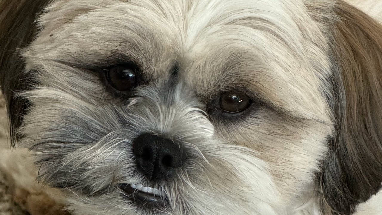 Mr.Tobyshihtzu is live!