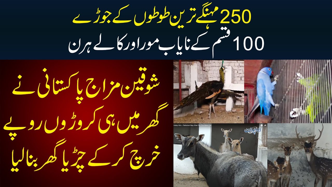 250 Expensive Parrots, 100 More aur Kaley Hirn - Pakistani Ney Ghar Per Zoo Bana Lia!