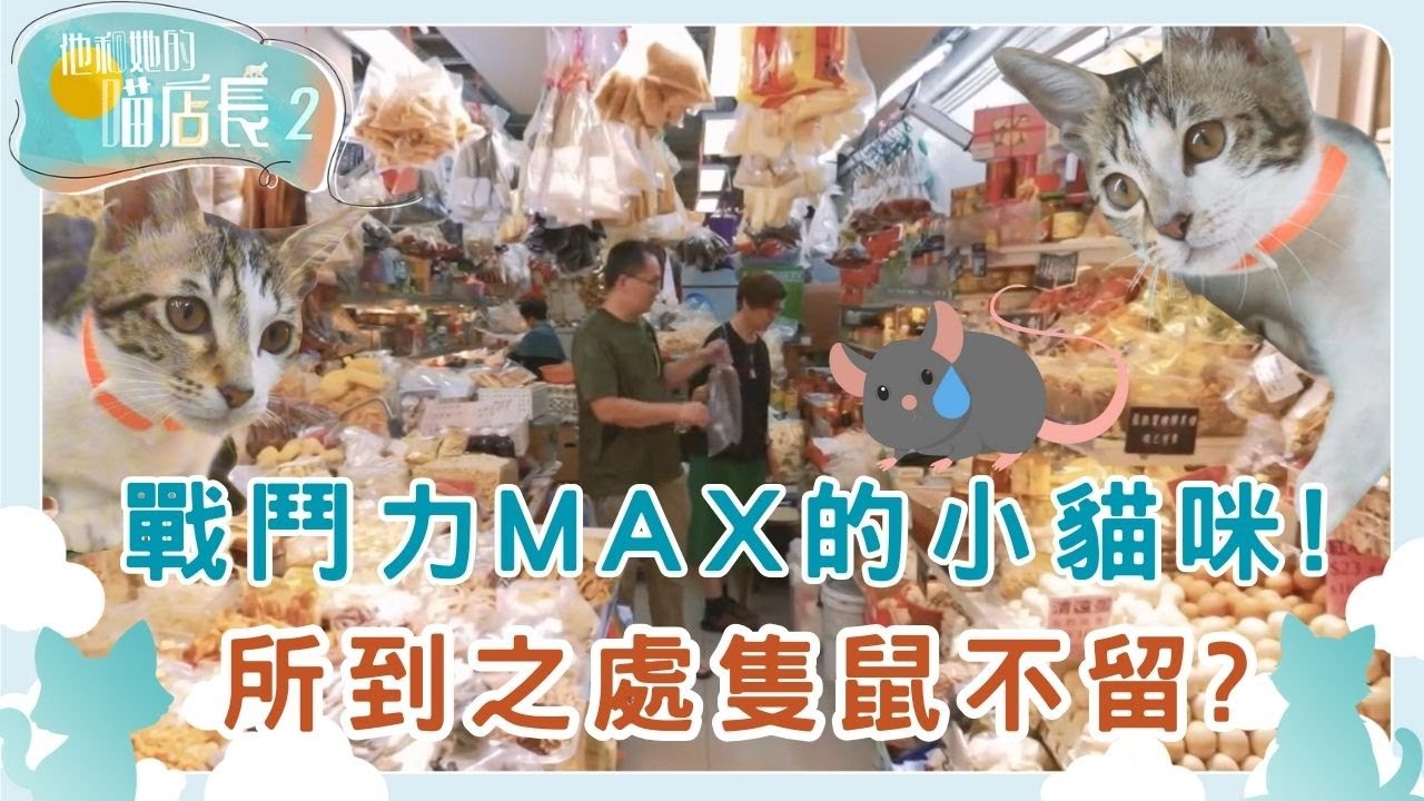 沙角邨雜貨店新晉小貓店長黑白妹🖤🤍 小小年紀粉絲卻大有來頭？！｜他和她的喵店長 2｜炎明熹｜貓｜TVB | Gigi