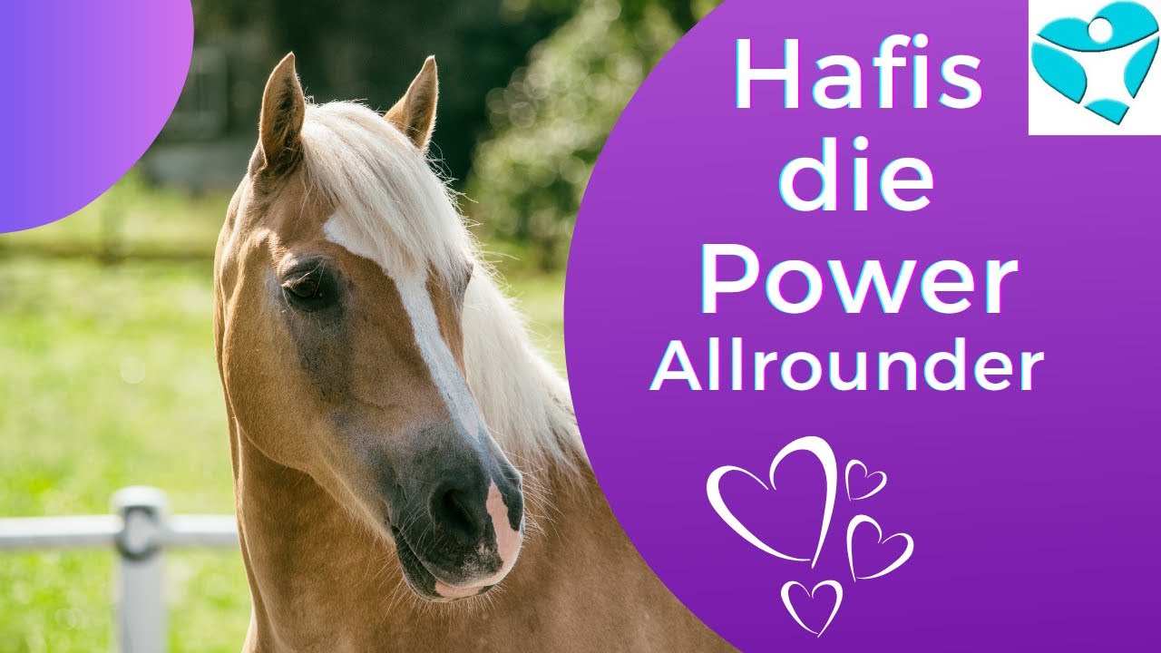 Passt ein Haflinger zu mir? Springende Blondinen