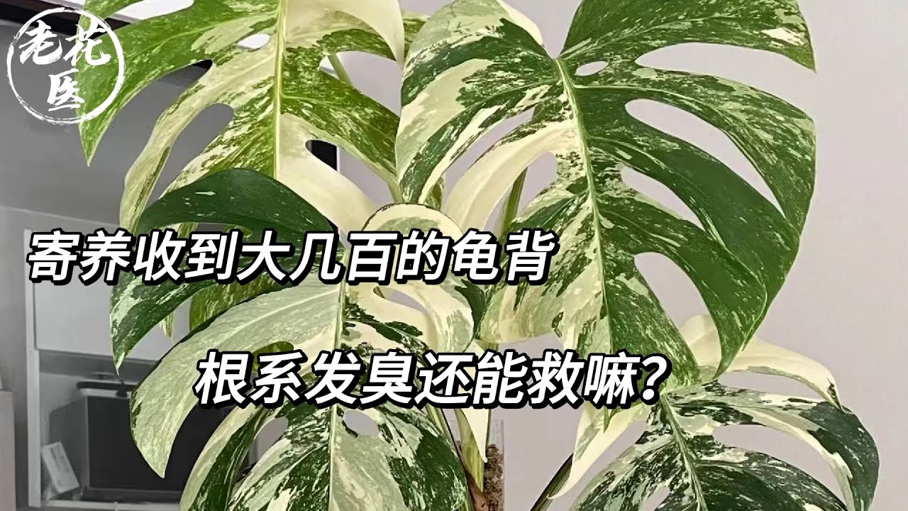 寄养收到大几百的龟背，根系发臭还能救嘛？/Foster care received hundreds of turtle back, root stench can save it?