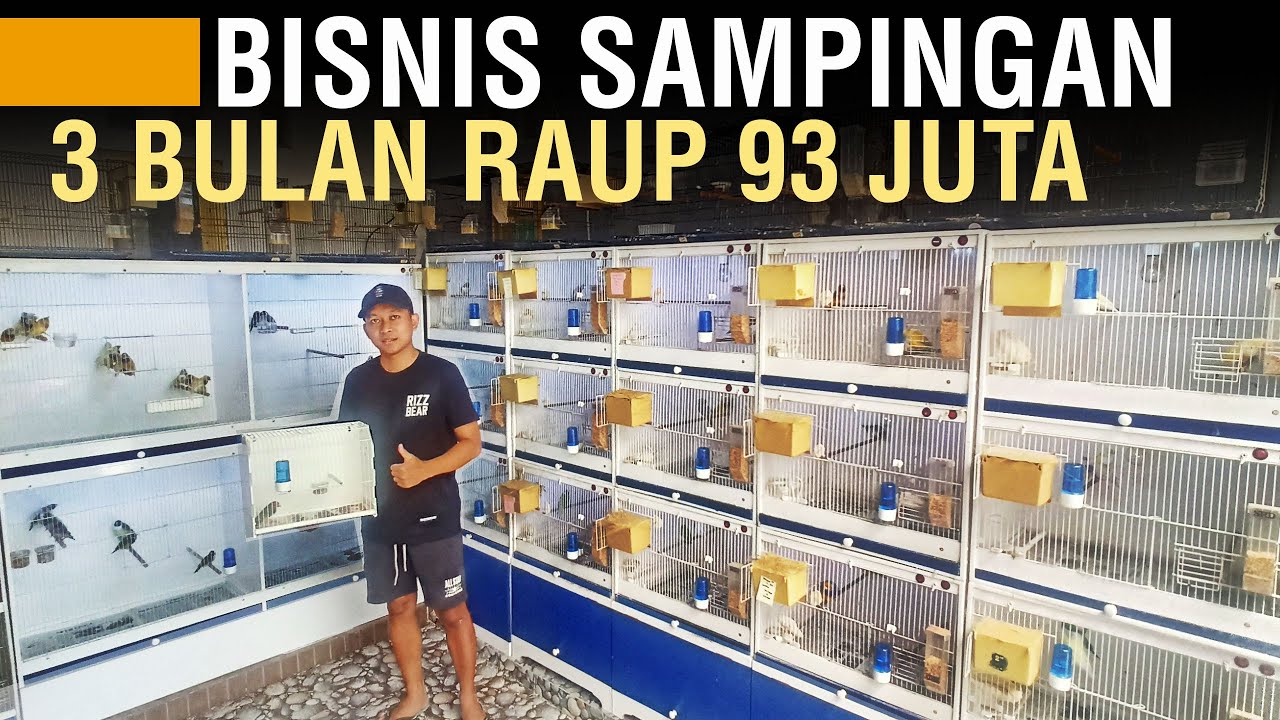 SUKSES TERNAK BURUNG FINCH MAIN DI KUALITAS HARGANYA 10X LIPAT