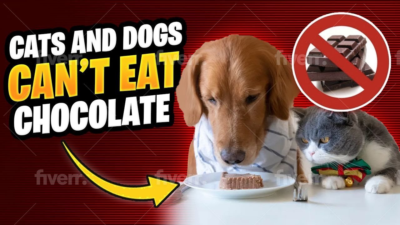WHY CATS AND DOGS CAN’T EAT CHOCOLATE - Will Chocolate KILL  Your Dogs