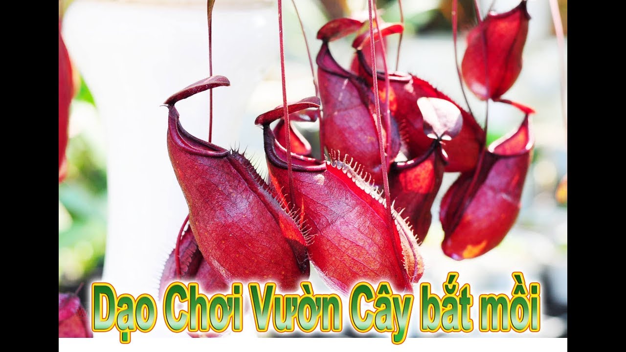 Giới thiệu vườn cây bắt mồi phần 2 - happy garden