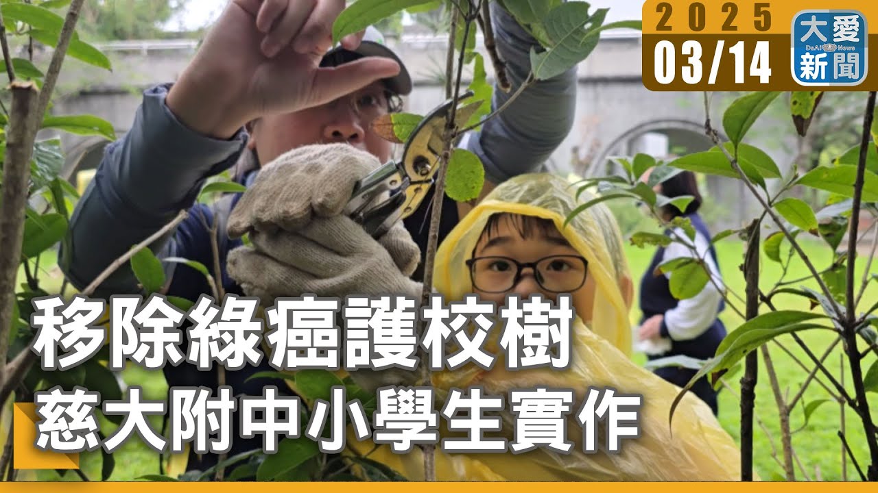 移除綠癌護校樹&nbsp;慈大附中小學生實作｜大愛新聞 @DaaiWorldNews