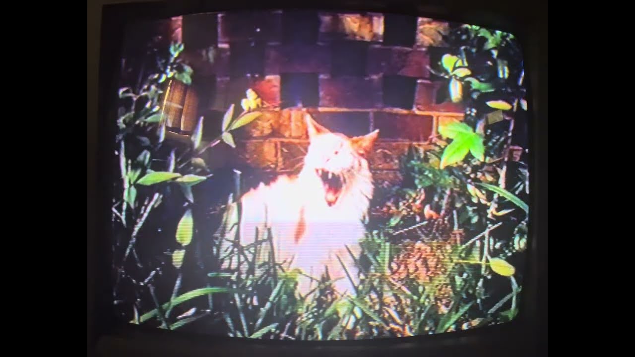 Processing Images Through Guitar Effects Pedals