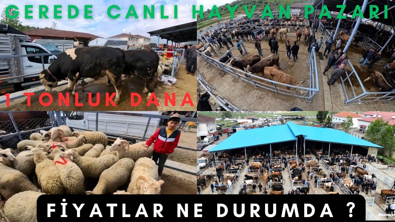 GEREDE CANLI HAYVAN PAZARI - KURBANCILAR NE DİYOR ? - FİYATLAR NE DURUMDA - PAZAR KALABALIK Mİ?